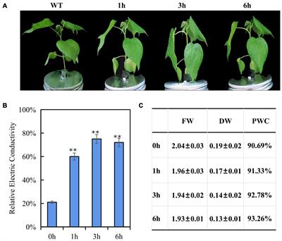 Integration of mRNA and miRNA Analysis Reveals the Molecular Mechanism of Cotton Response to Salt Stress